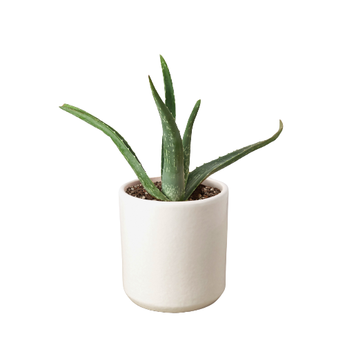 Aloe Vera - Plants Off Dance Off