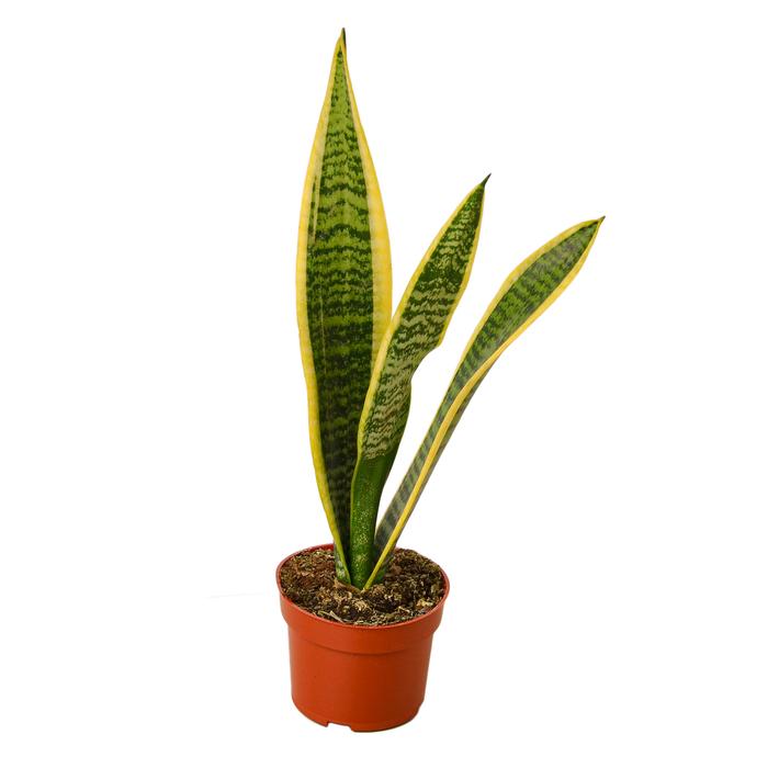 Snake Plant Laurentii - Plants Off Dance Off