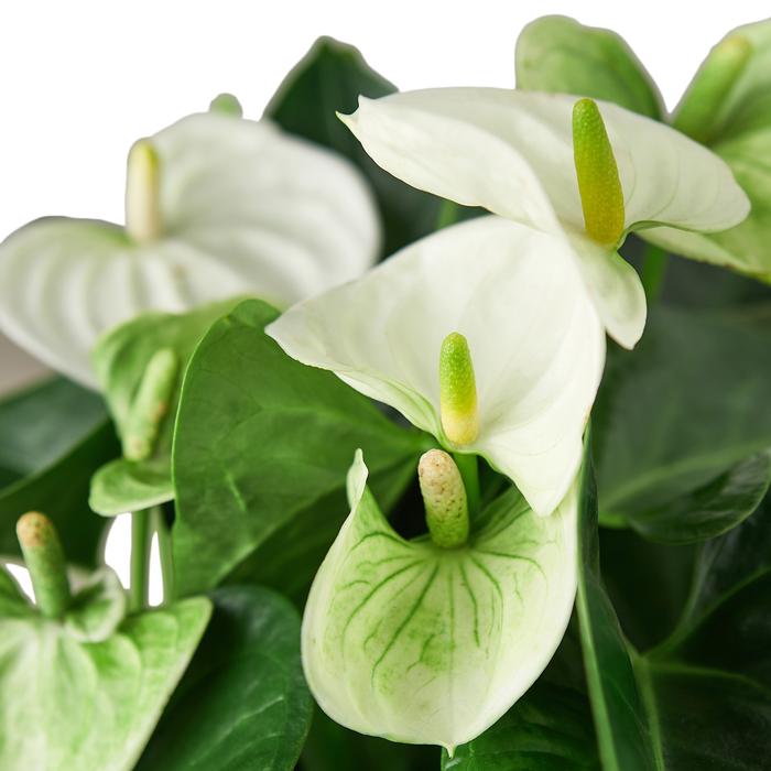 Anthurium 'White' - Plants Off Dance Off