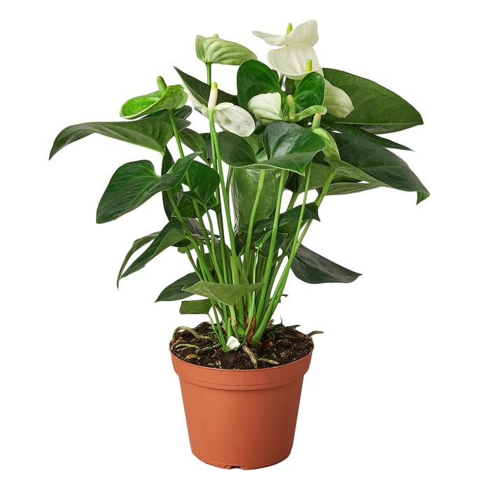 Anthurium 'White' - Plants Off Dance Off