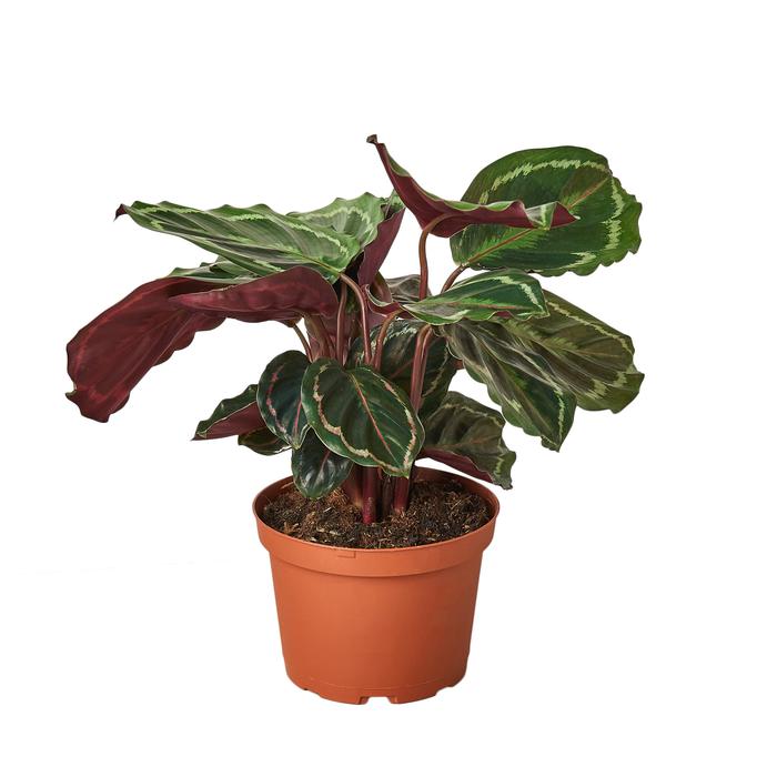 Calathea Roseopicta 'Medallion' - Plants Off Dance Off