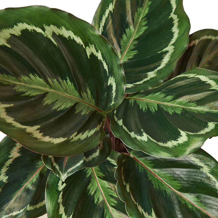 Calathea Roseopicta 'Medallion' - Plants Off Dance Off