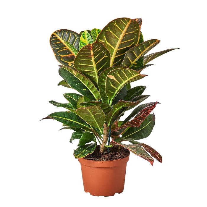 Croton Petra 'Joseph's Coat' - Plants Off Dance Off