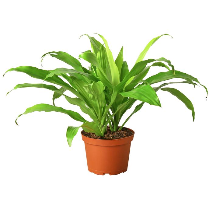 Dracaena 'Lime Light' - Plants Off Dance Off