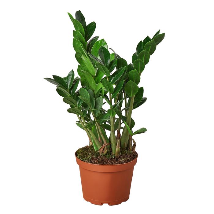 Zamioculcas Zamiifolia ZZ - Plants Off Dance Off