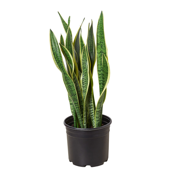 Snake Plant Laurentii - Plants Off Dance Off