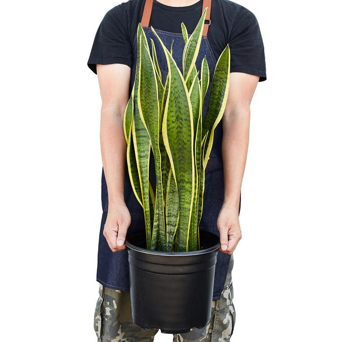 Snake Plant Laurentii - Plants Off Dance Off