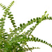 Fern 'Lemon Button' - Plants Off Dance Off