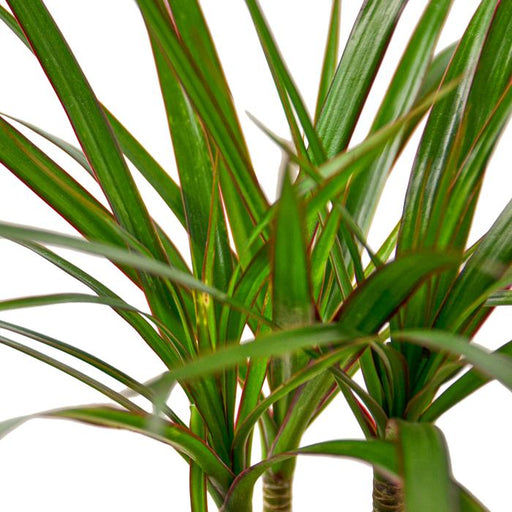 Dracaena Marginata Cane - Plants Off Dance Off