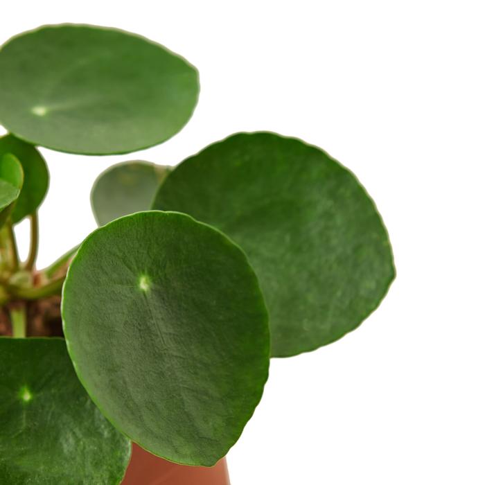 Pilea Peperomioides 'Chinese Money' - Plants Off Dance Off