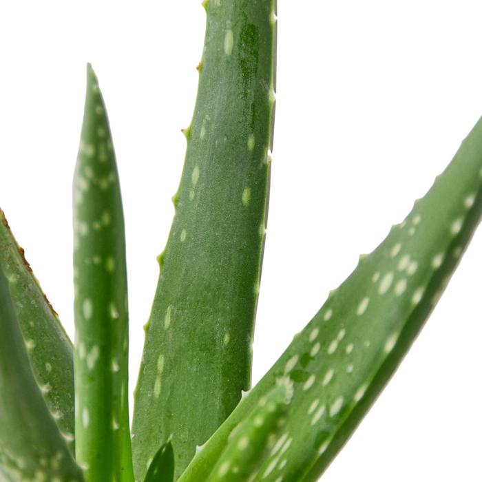 Aloe Vera - Plants Off Dance Off