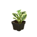 Peperomia 'Marble' - Plants Off Dance Off