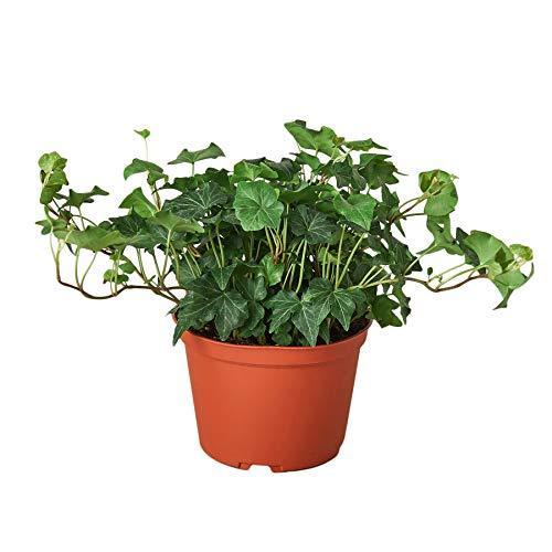 English Ivy Green California - Plants Off Dance Off