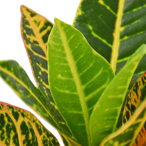 Croton Petra 'Joseph's Coat' - Plants Off Dance Off