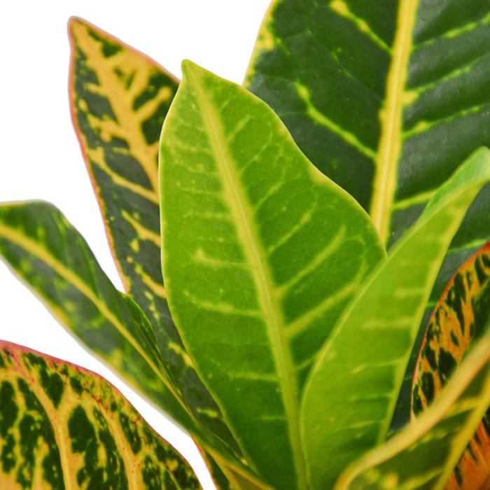 Croton Petra 'Joseph's Coat' - Plants Off Dance Off