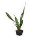 Snake Plant 'Zeylanica' - Plants Off Dance Off