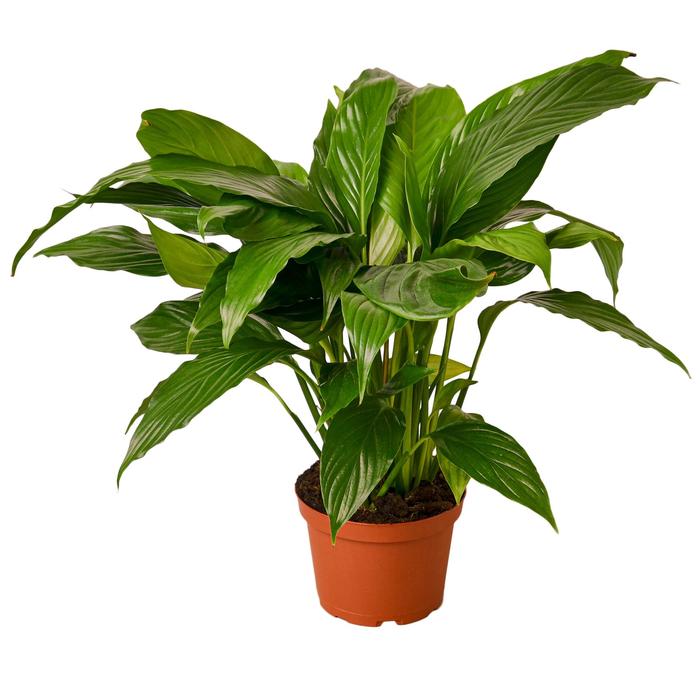 Spathiphyllum 'Peace Lily' - Plants Off Dance Off