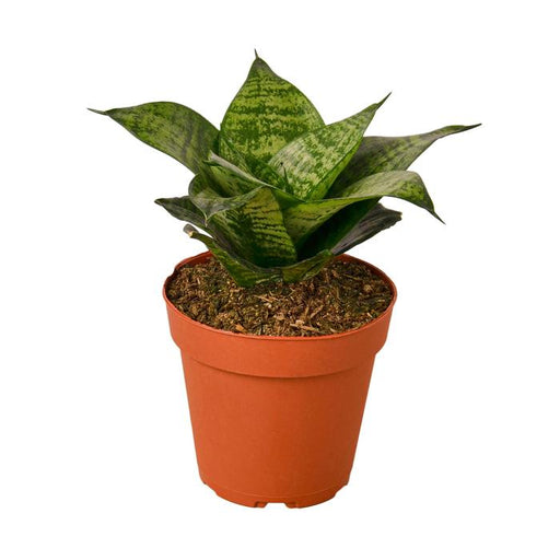 Snake Plant Black Robusta - Plants Off Dance Off