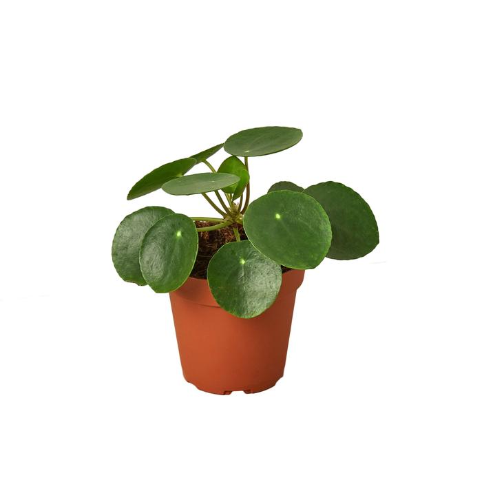 Pilea Peperomioides 'Chinese Money' - Plants Off Dance Off