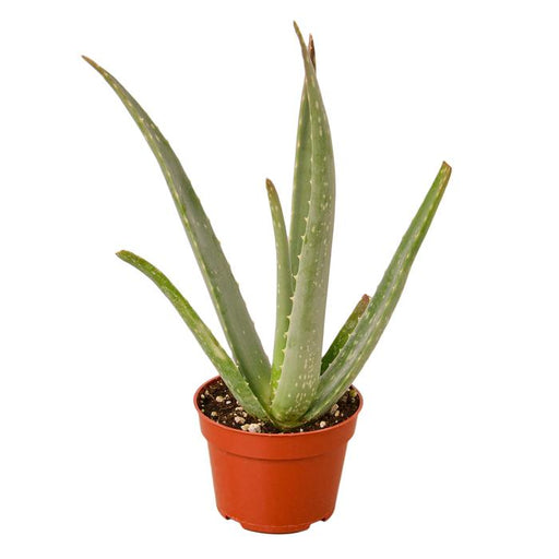 Aloe Vera - Plants Off Dance Off