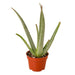 Aloe Vera - Plants Off Dance Off