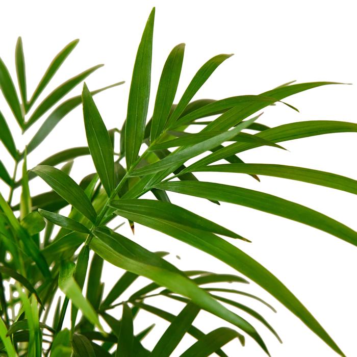 Parlor Palm - Plants Off Dance Off