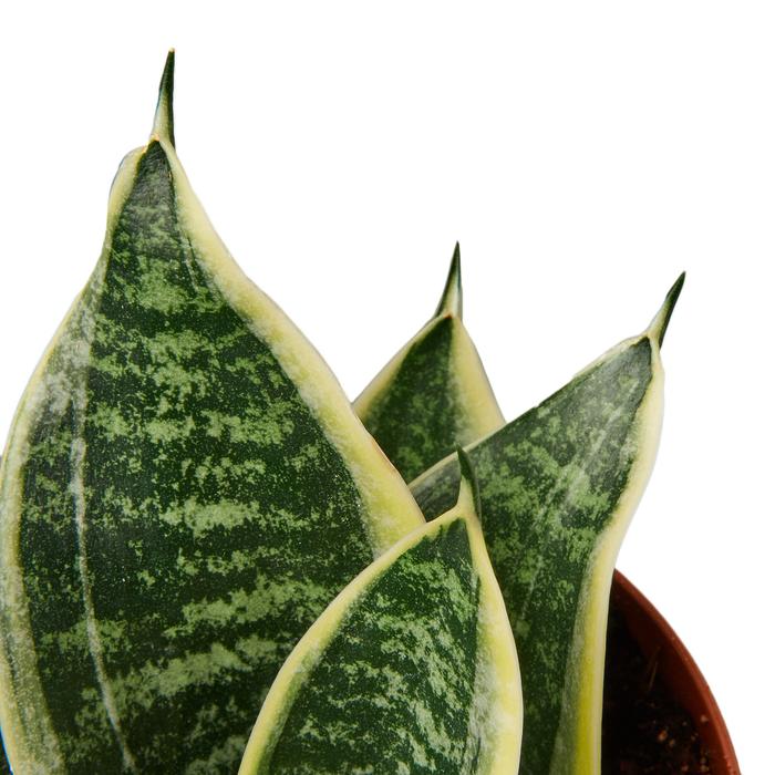 Snake Plant Laurentii Dwarf - Plants Off Dance Off