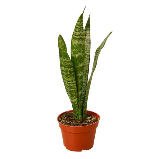 Snake Plant 'Zeylanica' - Plants Off Dance Off