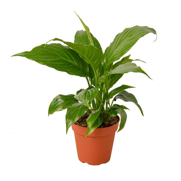 Spathiphyllum 'Peace Lily' - Plants Off Dance Off