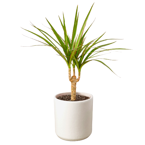 Dracaena Marginata Cane - Plants Off Dance Off