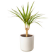 Dracaena Marginata Cane - Plants Off Dance Off
