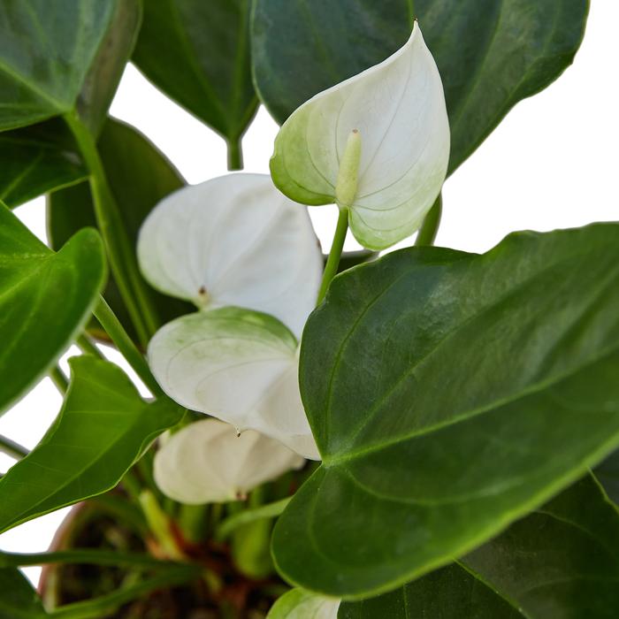 Anthurium 'White' - Plants Off Dance Off