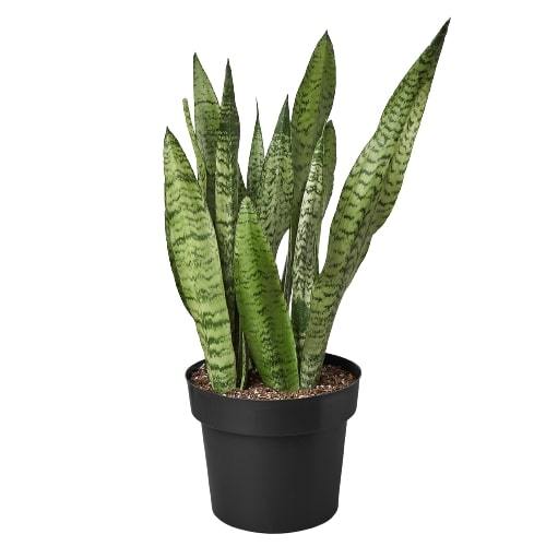 Snake Plant 'Zeylanica' - Plants Off Dance Off