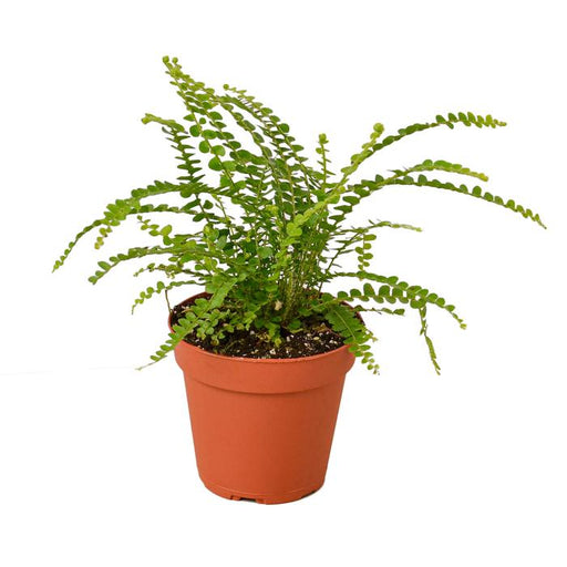 Fern 'Lemon Button' - Plants Off Dance Off