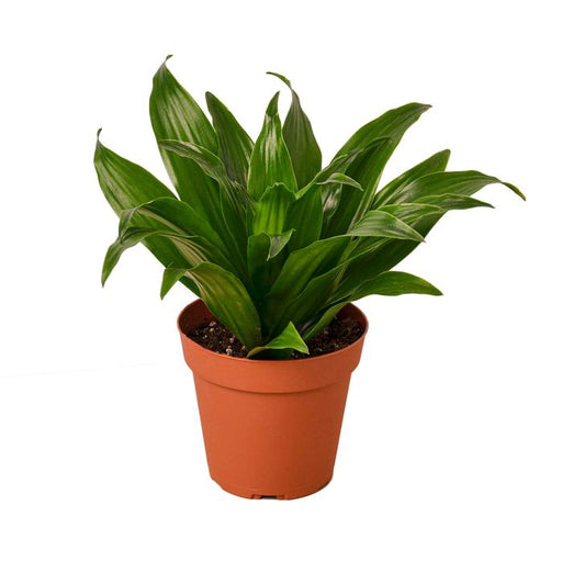 Dracaena 'Janet Craig' - Plants Off Dance Off