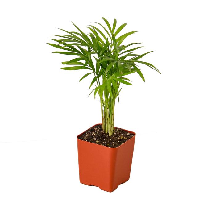 Parlor Palm - Plants Off Dance Off