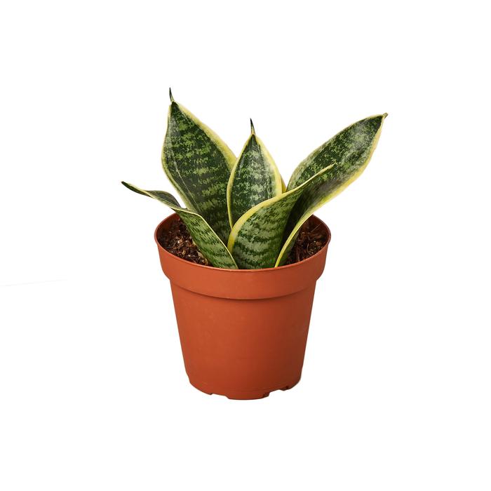 Snake Plant Laurentii Dwarf - Plants Off Dance Off