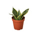 Snake Plant Laurentii Dwarf - Plants Off Dance Off