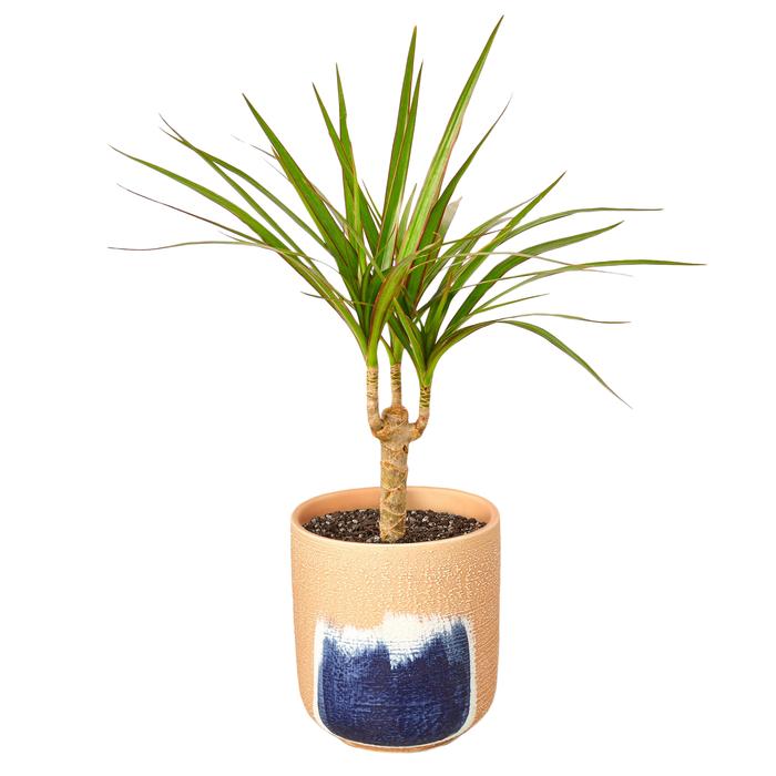 Dracaena Marginata Cane - Plants Off Dance Off