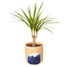 Dracaena Marginata Cane - Plants Off Dance Off