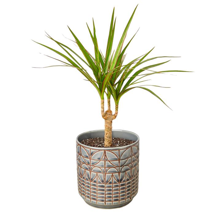 Dracaena Marginata Cane - Plants Off Dance Off