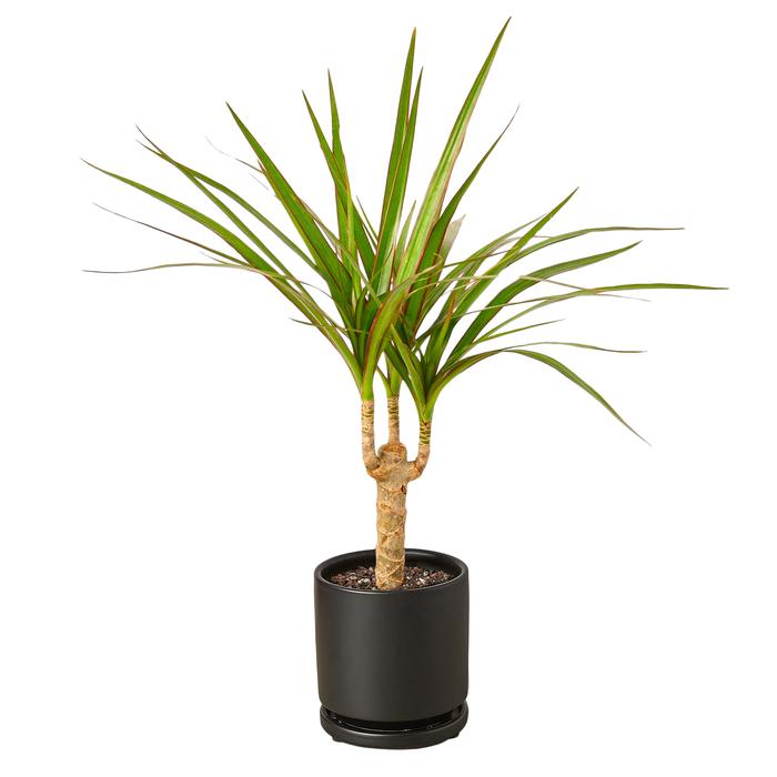 Dracaena Marginata Cane - Plants Off Dance Off