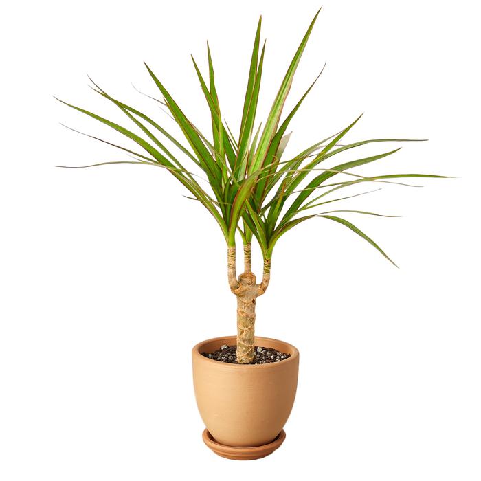 Dracaena Marginata Cane - Plants Off Dance Off