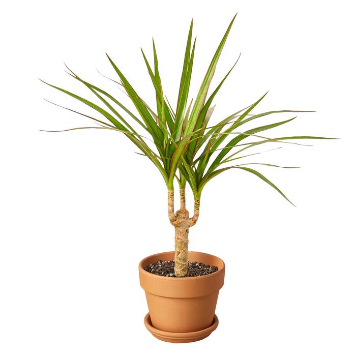 Dracaena Marginata Cane - Plants Off Dance Off