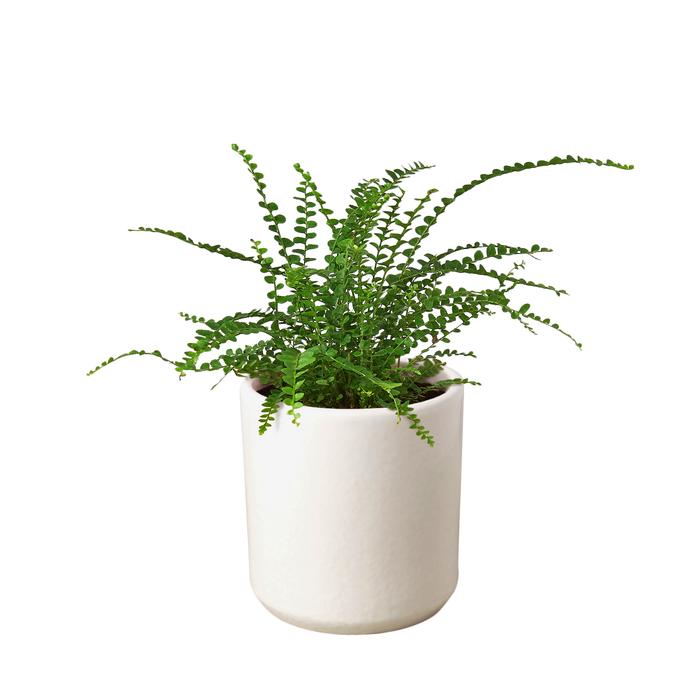 Fern 'Lemon Button' - Plants Off Dance Off