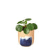 Pilea Peperomioides 'Chinese Money' - Plants Off Dance Off