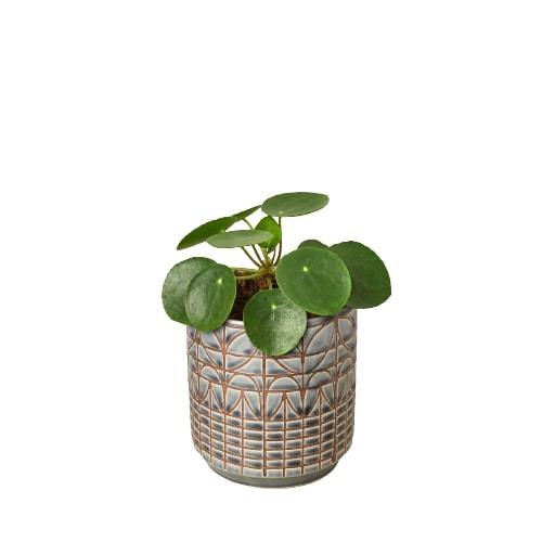 Pilea Peperomioides 'Chinese Money' - Plants Off Dance Off