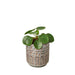 Pilea Peperomioides 'Chinese Money' - Plants Off Dance Off