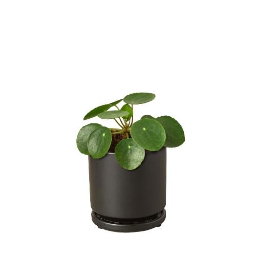 Pilea Peperomioides 'Chinese Money' - Plants Off Dance Off