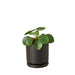 Pilea Peperomioides 'Chinese Money' - Plants Off Dance Off